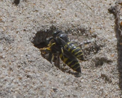 Bembecinus tridens